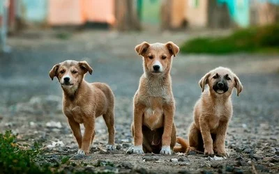 auch friedliche Hunde können Schaden anrichten