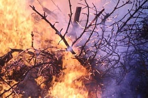 Waldversicherung für Besitzer einer Wochenendhaus-Waldfläche